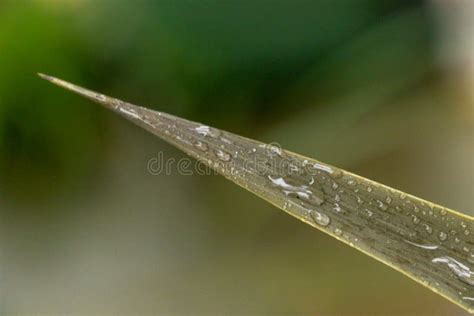 Close Up Of Raindrops On A Green Palm Leaf After An Autumn Rain Shower