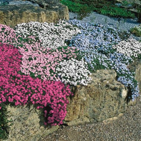 Gardens Alive Blue Carpet Creeping Phlox In 1 Pack Bareroot In The