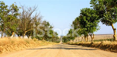 Trees Near Road In Summer Stock Photo Royalty Free Freeimages