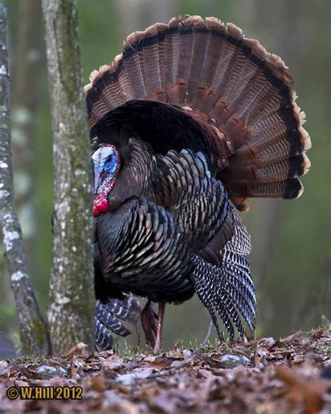 pennsylvania wildlife photographer eastern wild turkey mating season a contrast in appearance
