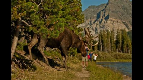 The flap of skin that hangs below a moose's chin is called a bell, according to national geographic. Big bull moose comes out of woods and sends tourists ...