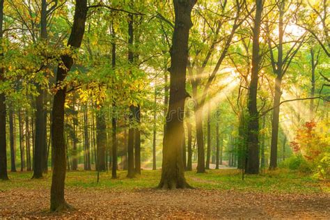 Bright Rays Of The Sun In The Morning Forest Bright Rays Of The Sun In