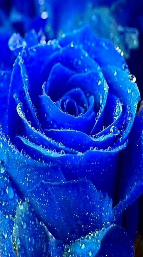 💙 Beautiful Blue 💙 Rare Roses Rare Flowers Trendy Flowers Amazing
