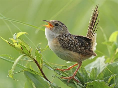 15 Small Brown Birds With Long Beaks Inc Awesome Photos Birds Advice