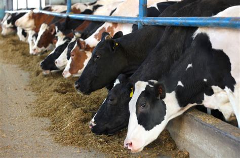 Dairy Cattle Breeds Reared In Kenya Farmkenya Initiative