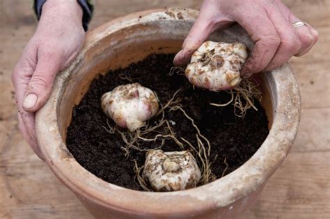 Plant Lily Bulbs In Containers Bbc Gardeners World Magazine