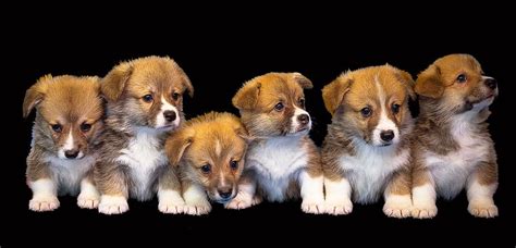 Free Download Six Brown Puppies Dog Animal Isolated Cute Puppy