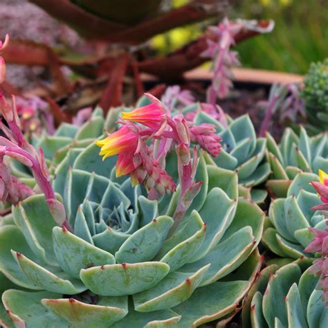 Echeveria X Secunda Beds And Borders