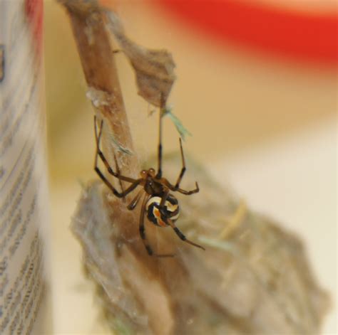 Fifteen times more poisonous than a rattlesnake. Nuisance and household pests-Spider | Pacific Northwest ...