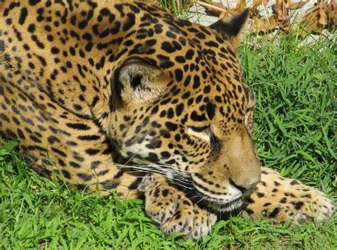 Free Photo Wild Jaguar Animal Jaguar Jungle Free Download Jooinn