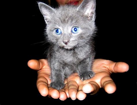 Blue Russian Kitty Cute Small Animals Grey Kitten Kitten With Blue Eyes