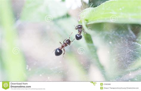 Ant Stock Photo Image Of Walk Leaves Macro Weed Landscape 47865986