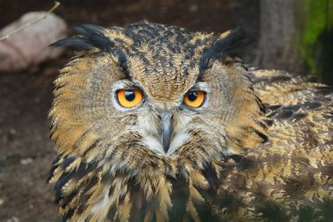 Eurasian Eagle Owl Bubo Bubo Head Closeup In Natural Environment