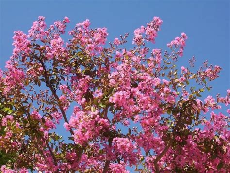 Alberi di cui i fiori sbocciano in cluster può essere appariscente, con spesse grappoli di petali altamente visibile tra le foglie. Lagestroemia Indica | Il Giardino degli Angeli