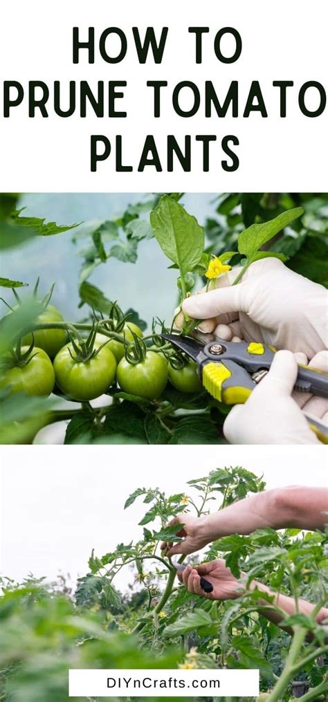 Expert Tips To Prune Tomato Plants Like Professionals Diy Crafts