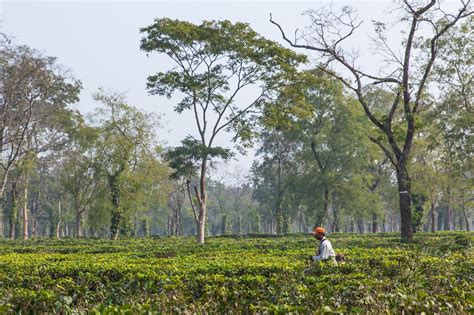 Hopes And Homes Crumbling On Indian Tea Plantations The New York Times
