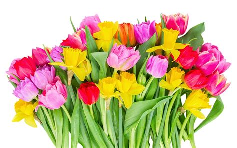 Colorful Tulips Field Flowers Tulips Red Tulips Big Bouquet Hd