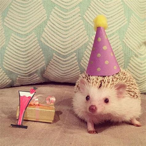 Hedgehogs Wearing Hats On Instagram Hat Party Hat Model Hamlet