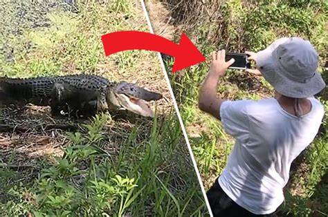 Idiot Tourist Takes Close Photo Of Alligator Immediately Regrets It