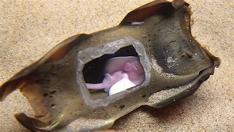 A Mermaid S Purse Egg Of Sharks And Rays With Portion Removed To Make Visible A Developing