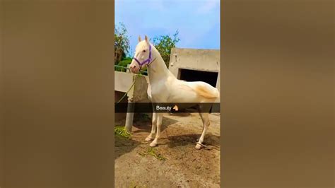 Pure Desi Nukra Beauty Horse Capcut Youtube