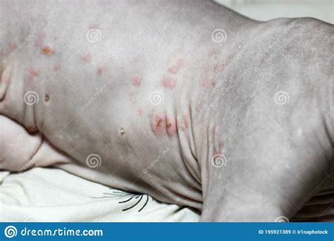 rash   cat   canadian sphynx breed dermatitis food allergies treatment  skin