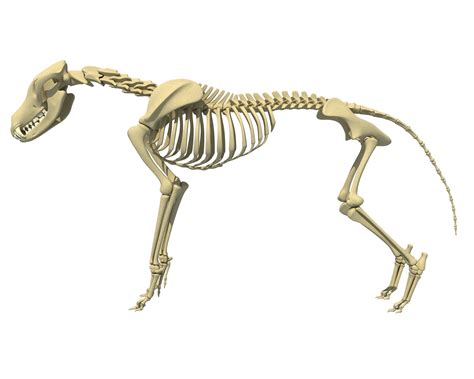 Wolf Skeleton 3d Model Cgtrader