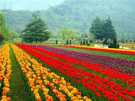 Meet The Men Behind Asia S Largest Tulip Garden In Kashmir