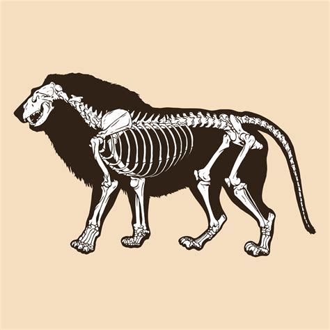 Skeleton Lion Vector Illustration 8131048 Vector Art At Vecteezy
