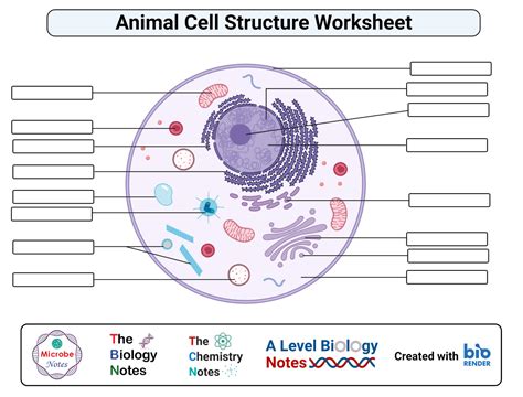 Label Parts Of A Cell Worksheet Labels Images