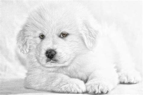 Free Images Black And White Animal Canine Pet Close Up
