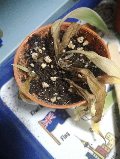 Spider mites, mealybugs, and aphids attack the spider plants when it is most vulnerable. Houseplants forum→Help on my SPIDER PLANT - Garden.org