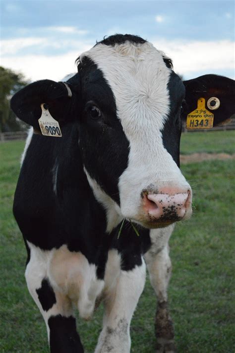 Holstein Calf Cute Animals Animal Photo Cow