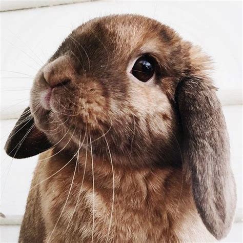 Awesome Pictures Pinterest Is Cool Cute Rabbit