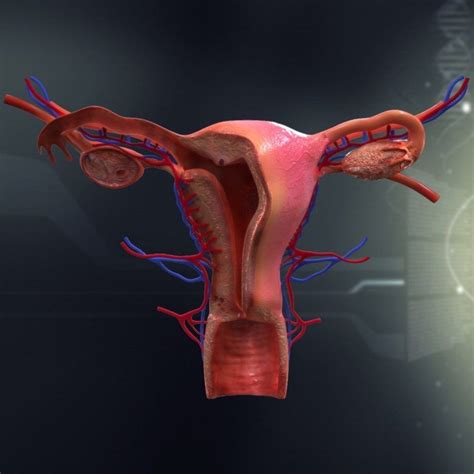 Human Female Anatomy Organs Koibana Info Organs Anato Vrogue Co