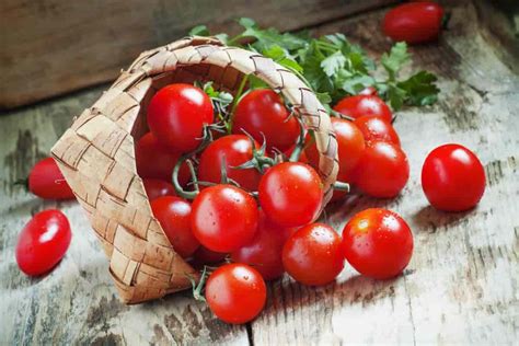 Cherry Tomato Plant Price Arad Branding