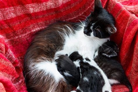 Cat Nursing Her Small Kittens Stock Image Image Of Head Cute 154787567