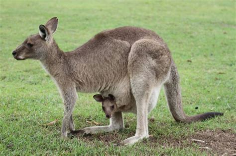 Big Lap Australia 2012 2013 Kangaroo Facts Eastern Grey Kangaroo