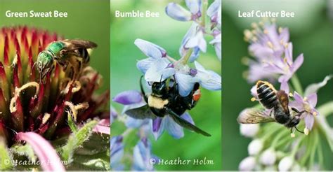 Notice which flowers attract bumble bees or solitary bees, and which attract. Attracting Native Bees | Honey and Beekeeping | Pinterest ...