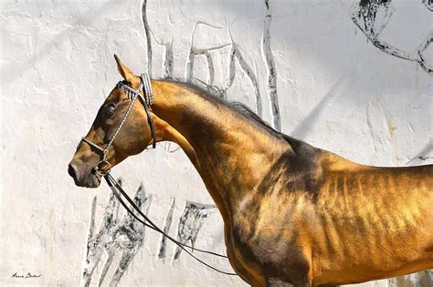 Pamel Kan By Artur Baboev Akhal Teke Horses Akhal Teke Horses