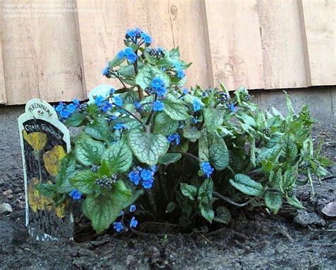 Plantfiles Pictures Brunnera Variegated Siberian Bugloss False