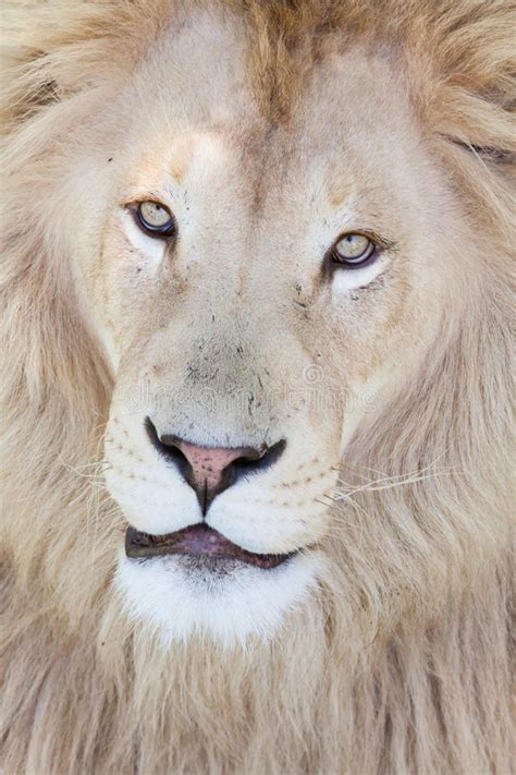Lion Looking Up Stock Photo Image Of Closeup Head Endangered 45572320
