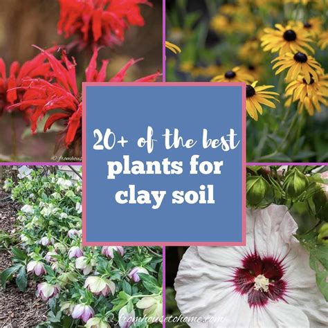 Best Plants For Clay Soil 20 Perennials Youll Want In Your Garden