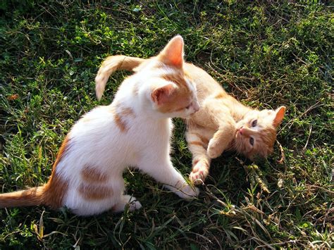 Kittens Playing Animals Free Photo On Pixabay Pixabay