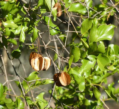 red bush willow combretum apiculatum leaves and fruits limpopo feedipedia