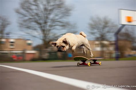 Skateboarding Dog Action Dogs Pug Dog Dogs