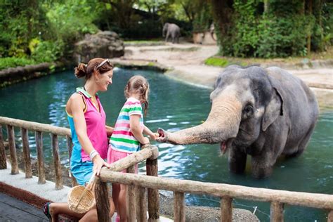 Embark On A Wild Adventure With The Top 15 Animal Encounters At The
