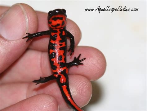 Fire Belly Newt Cynops Orientalis Product View