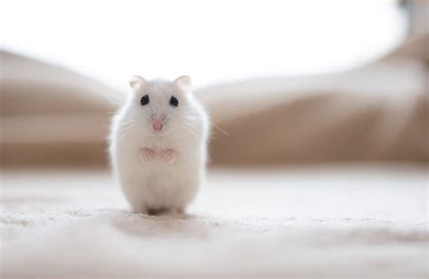 1080p Free Download White Hamster Ultra Cute White Hamster Hd