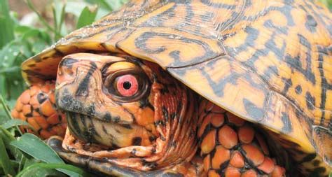 Connecticut is near the northeastern range limit of this species. Reptile, Eastern Box Turtle | NCpedia